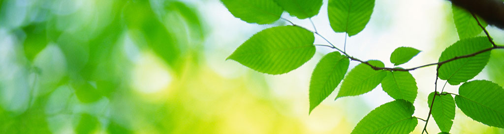 Green Leaves